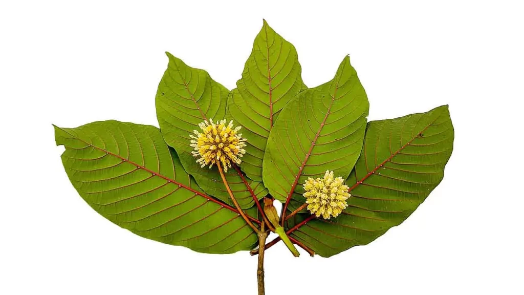 Kratom For Clarity